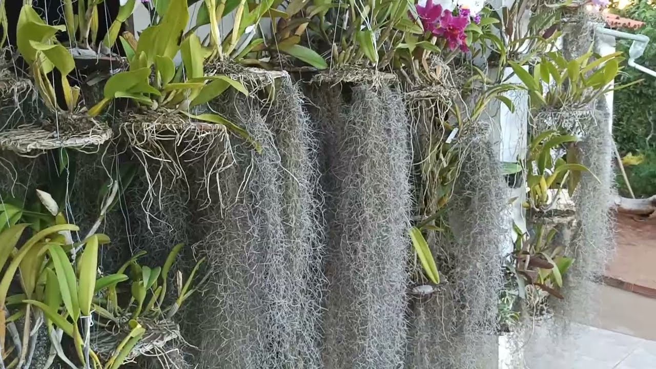 🌱🌷🌹Quantas vezes por semana regar as orquídeas plantadas nos discos de cerâmica 🌱🌷🌹