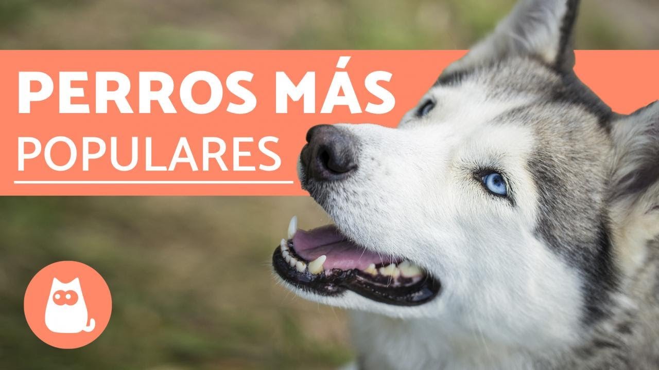 TOP 10 Razas de Perros M&Aacute;S POPULARES del Mundo