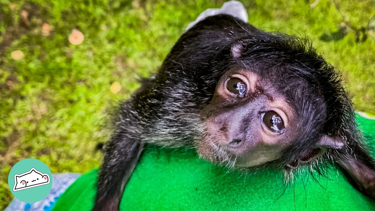 Woman Saves A Baby Monkey. She's Absolutely In Love! @CuddleBuddiesChannel