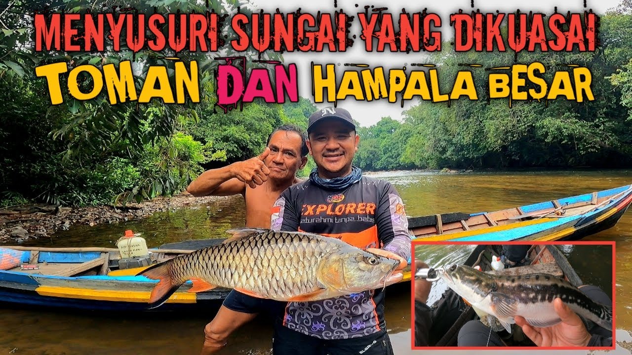 MENYUSURI SUNGAI KERAJAAN HAMPALA DAN TOMAN || FULL LEDAKAN TOPWATER HAMPALA DAN TOMAN