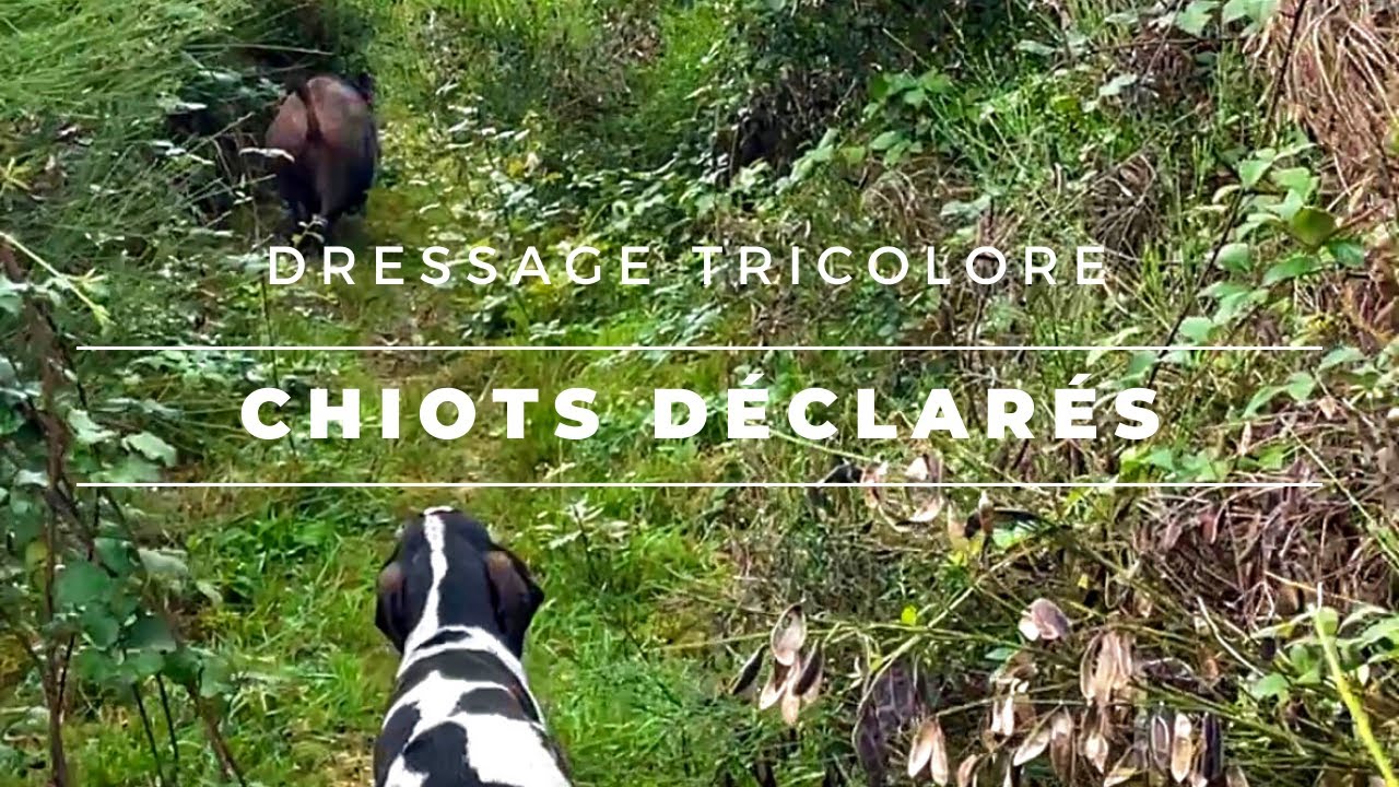 Dressage Tricolore : Épisode 3 - Comment déclarer chien de chasse