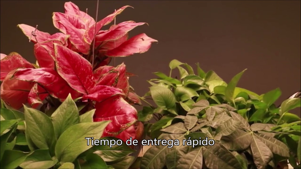Led crece la luz,Luz de cultivo de plantas LED,Panel de cultivo LED,Bombilla de cultivo LED,Luz LED