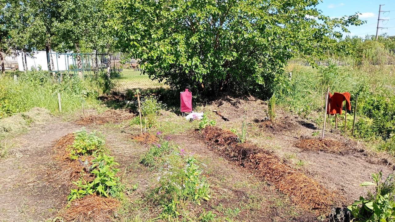 TRANSFORMACION EN EL BOSQUE!!+SIEMBRA DE ZAPALLOS