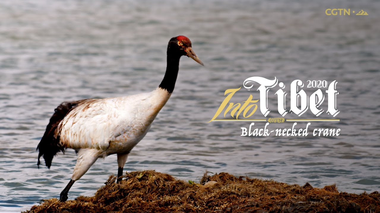 Into Tibet 2020: Black-necked crane