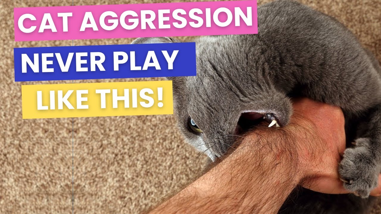 Playful Aggression in Cats: Why You Shouldn't Play 
