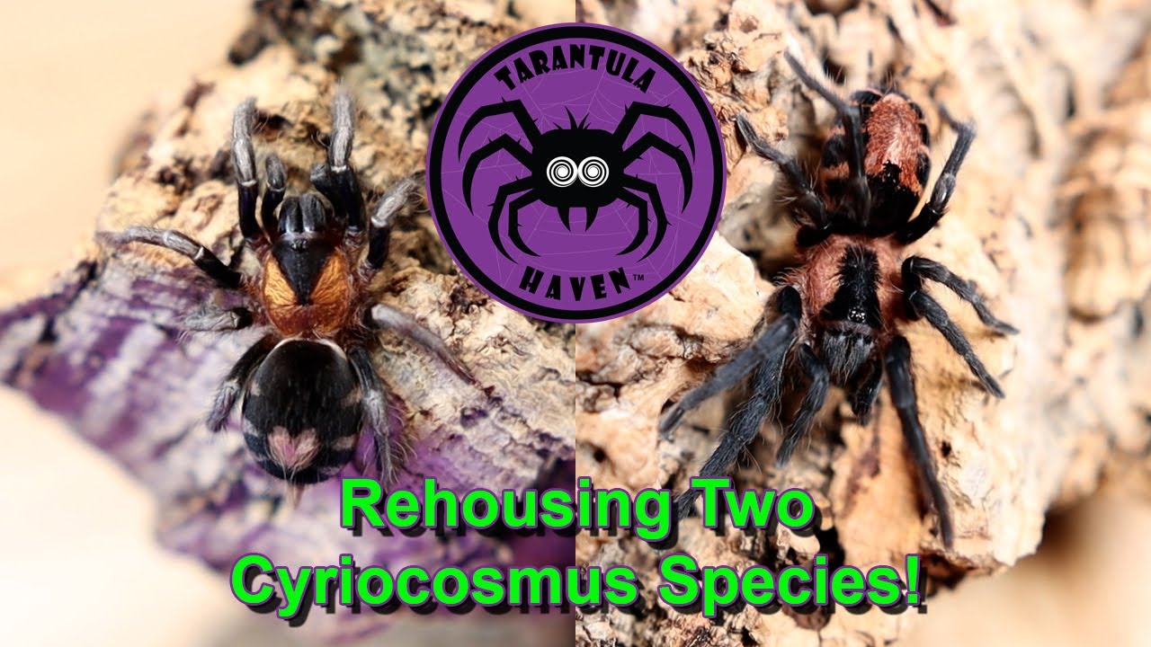 Rehousing Two Cyriocosmus Species!