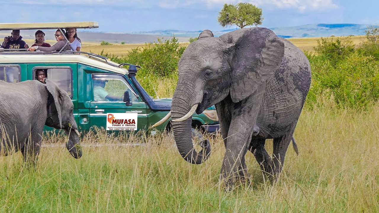 UP-CLOSE WITH THE BIG FIVE | Maasai Mara Safari | Travel Vlog