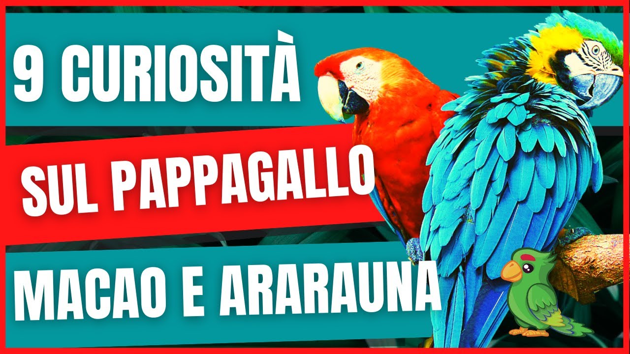 9 Curiosità sul Pappagallo Ara Macao e Ara Arauna | Ara come prendersene cura | Prezzo