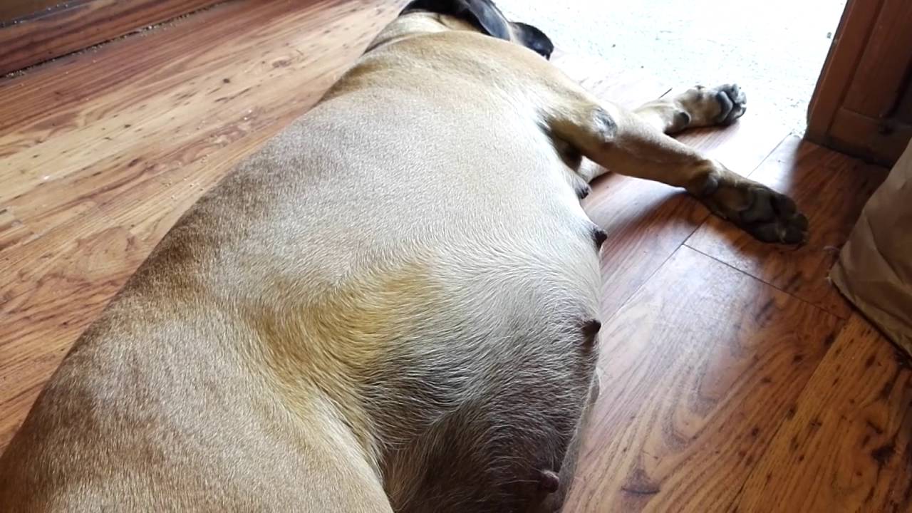 Gravidanza Iside Cane Corso Italiano