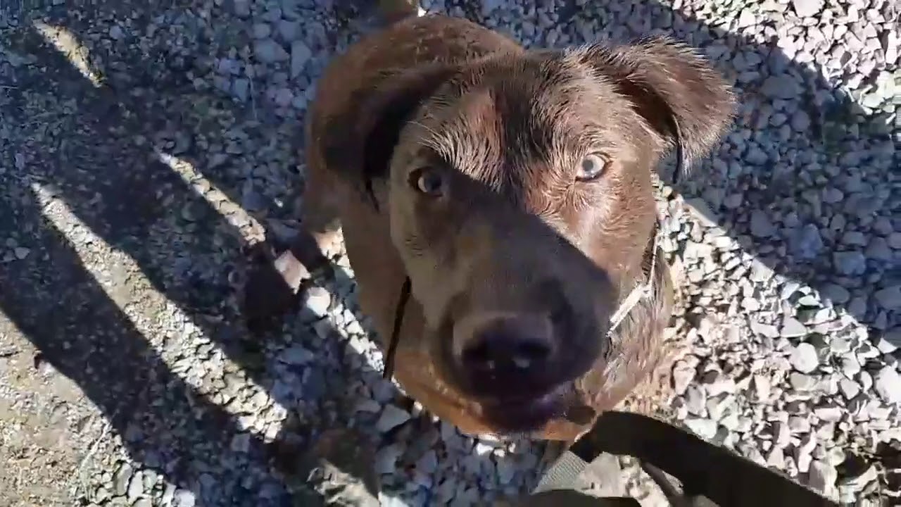 Ginger Off Leash Freedom and Unleashed Potential