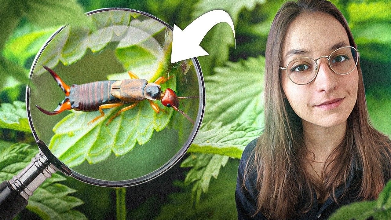 4 minutes pour comprendre le PERCE-OREILLE