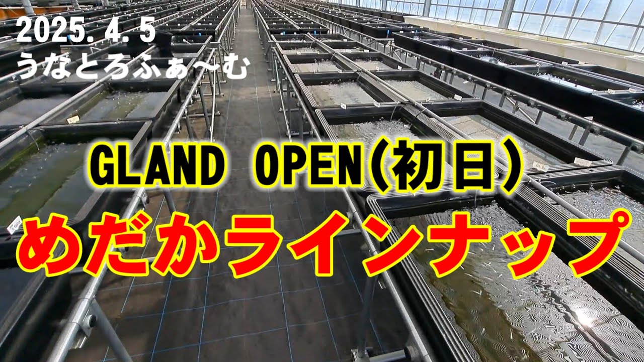 【グランドオープン初日】店内大量メダカラインナップ【2025.4.5/うなとろふぁーむ】イベント開始前の様子。安らぎAQUAちゃんねる