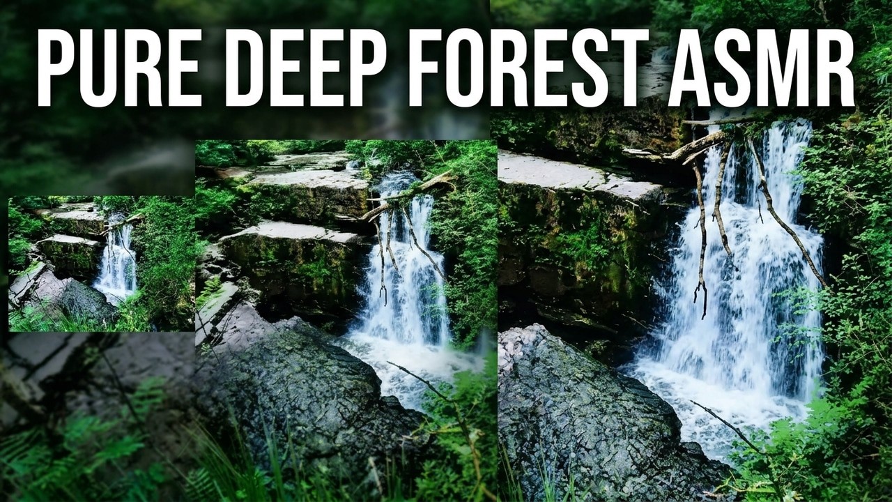 Nature’s Pure Bird Sounds 🌲 | Deep Forest ASMR