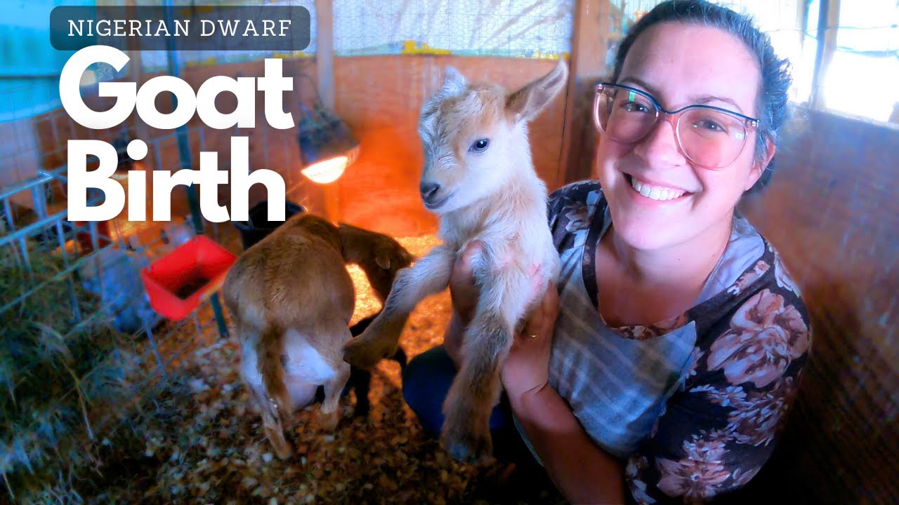 MORE Blue Cactus-Sired Babies!! (a bit of a struggle) | Goat Birth/Herd Update VLOG
