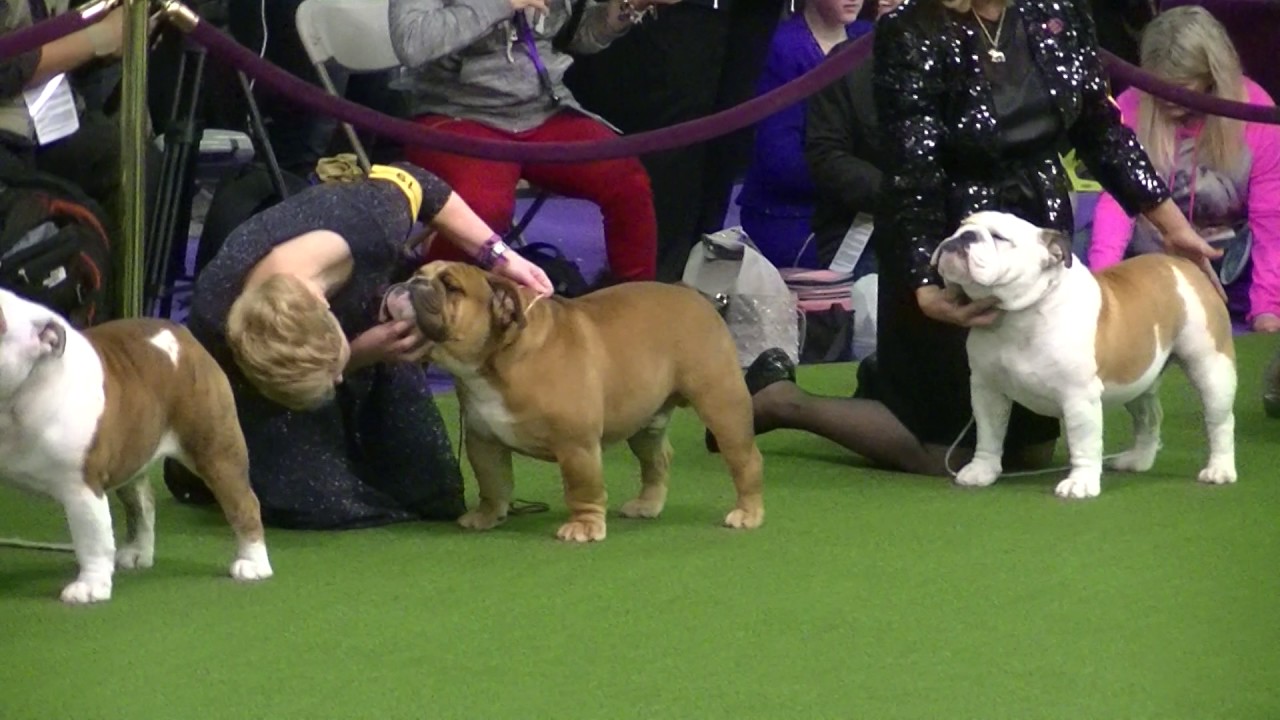 Bulldog Westminster dog show 2017