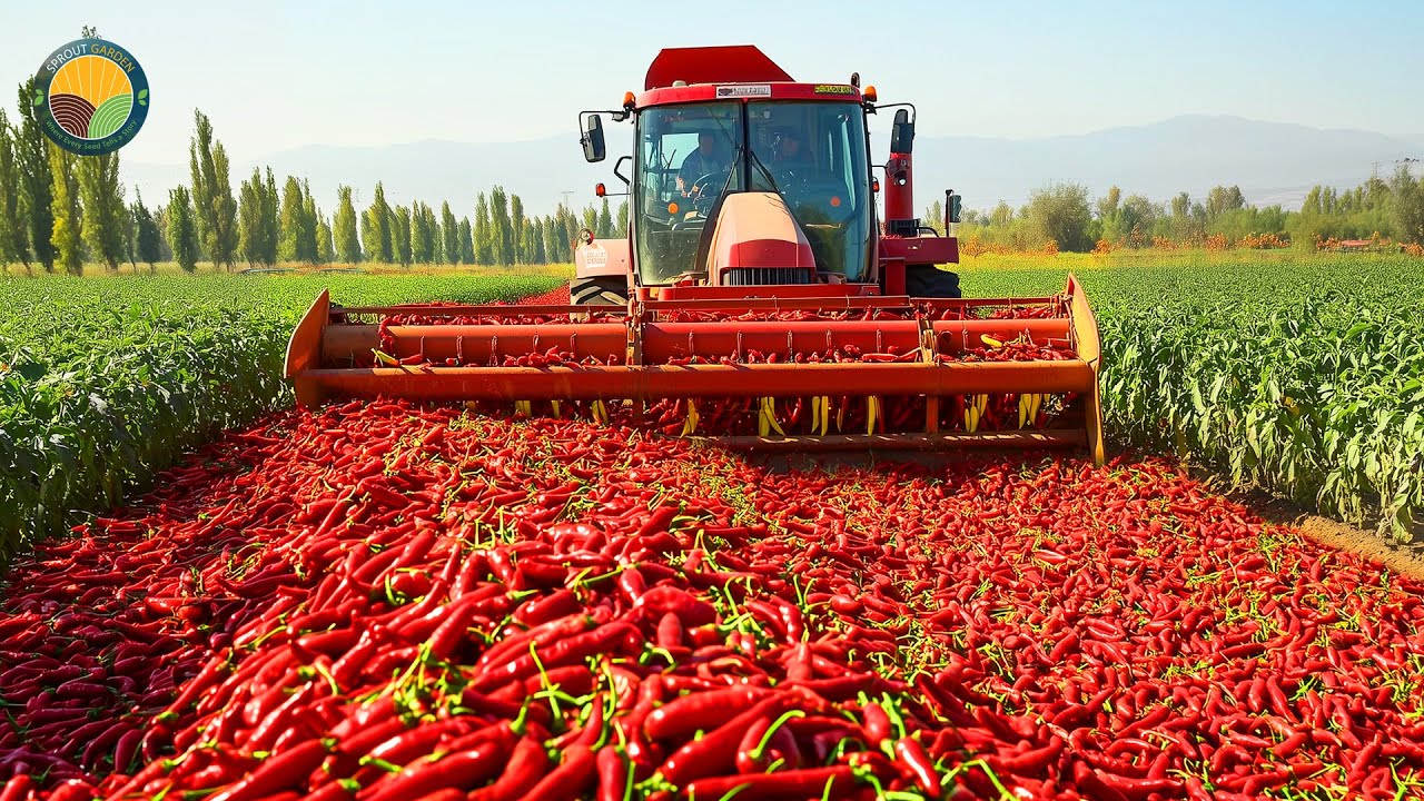 How Farmers Harvest Tons of Red Chili Peppers by Machine: Chili Powder Process | Farming Documentary