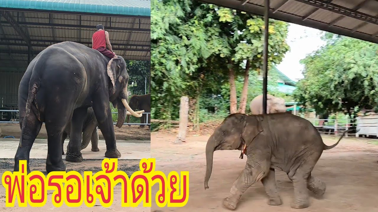 จันเจ้าวิ่งโวยวายไม่ได้กลับบ้านกับพ่อทอง