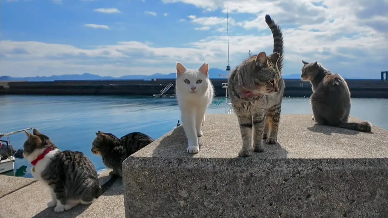 猫島で防波堤に座ると猫が集まってきて取り囲まれる