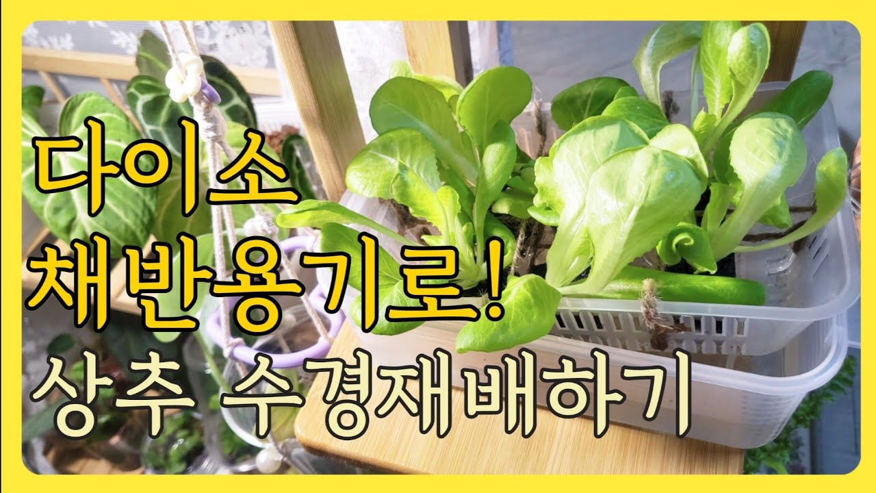 세상에서 가장쉬운 다이소 채반용기로 상추키우기| 수경양액 만드는 방법 소개