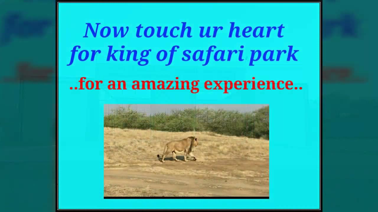 Ambardi safari park dhari A TO Z,LION PARK || TAAJ Group Bhavnagar