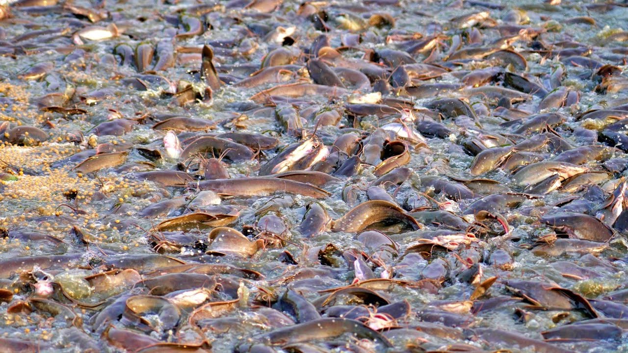 Million Of Catfish Eating Food in Cement Tank | Hybrid Magur Fish Eating