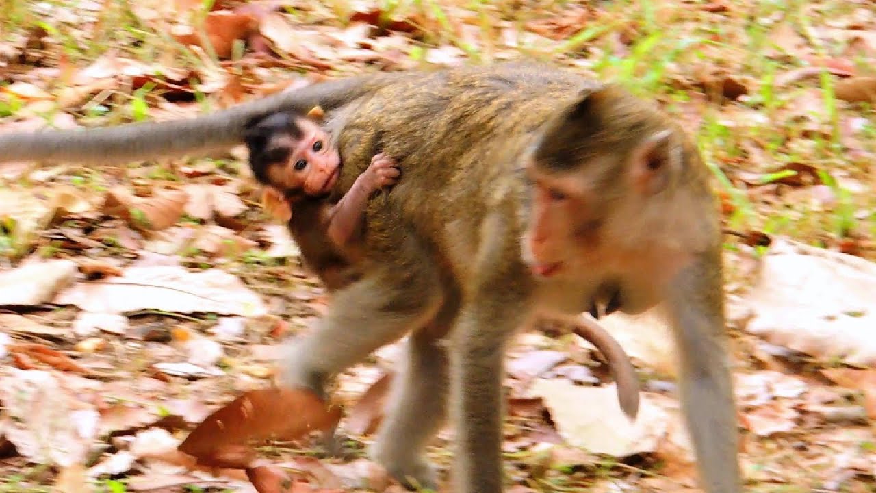 Little One Clings to Mom’s Button for the Entire Trip,@smsr-media