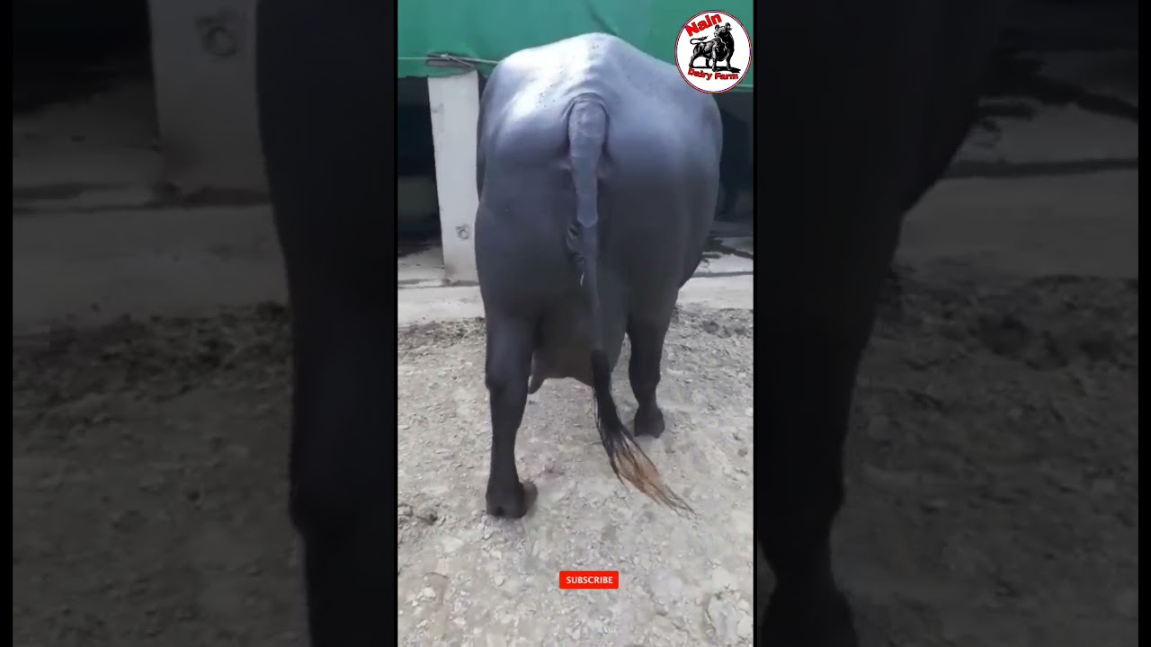 🏅🏅Top quality Murrha 🤘 Buffalo 👌 in Biggest Udder 🔥🔥