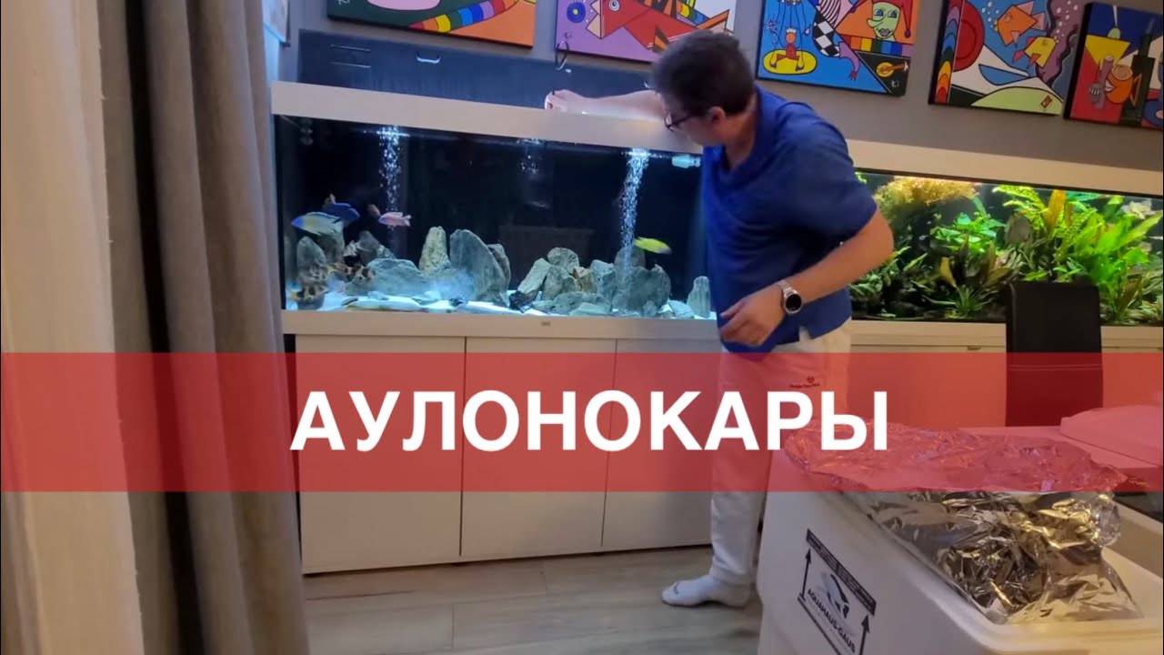 АУЛОНОКАРЫ