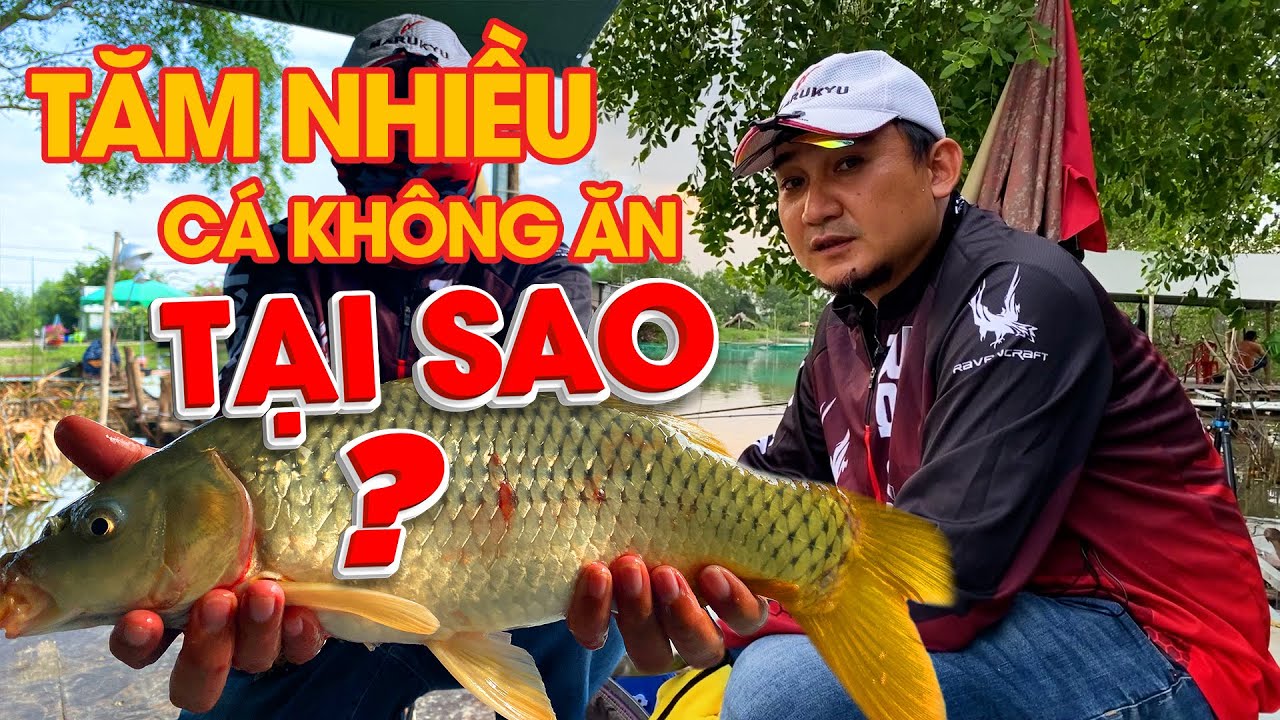 Kỹ Thuật Câu Đài | Câu Chép | Tại Sao Cá Vào Ổ Cày Tăm Rất Nhiều Mà Lại Không Ăn Mồi??