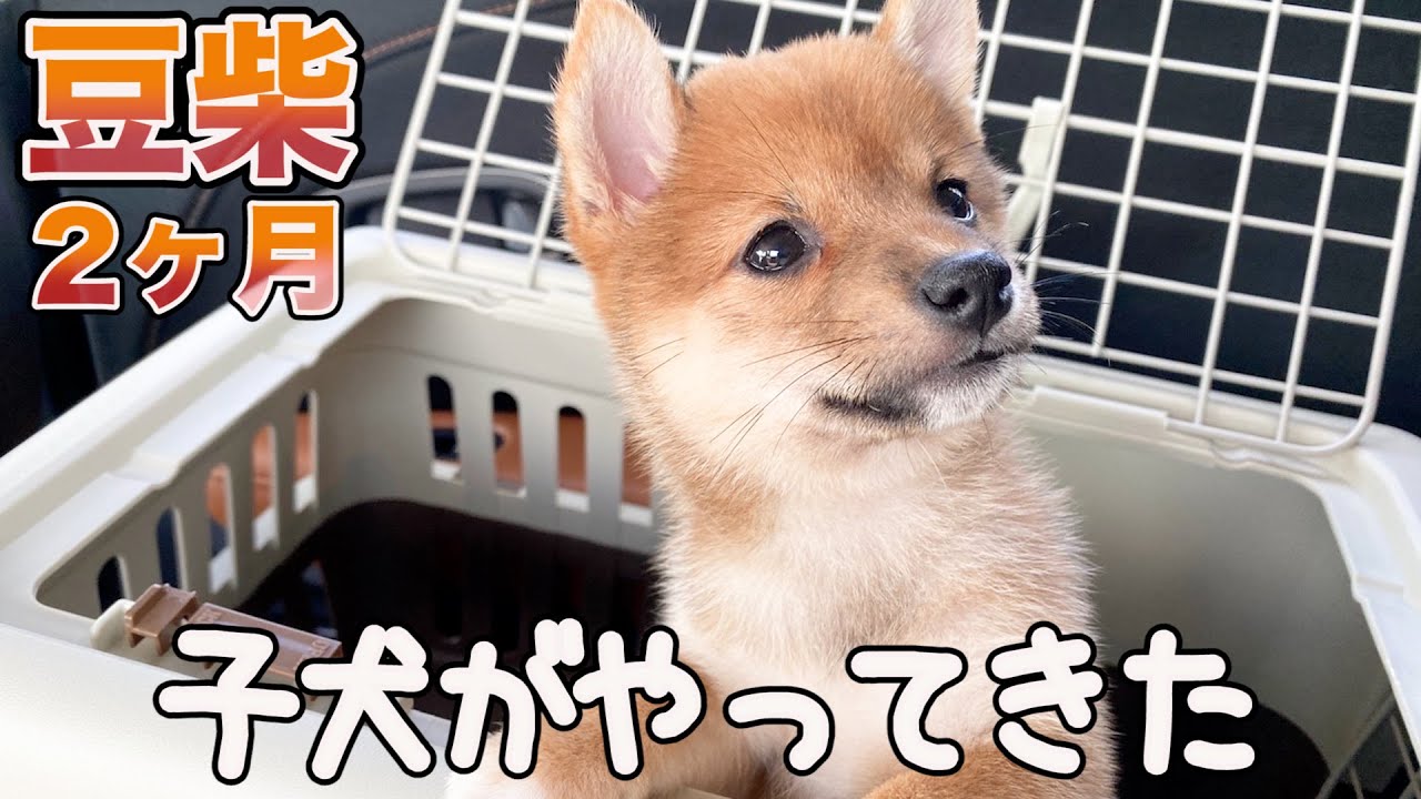 【お迎え初日】新しい家族になった豆柴子犬の可愛さが破壊的でした。