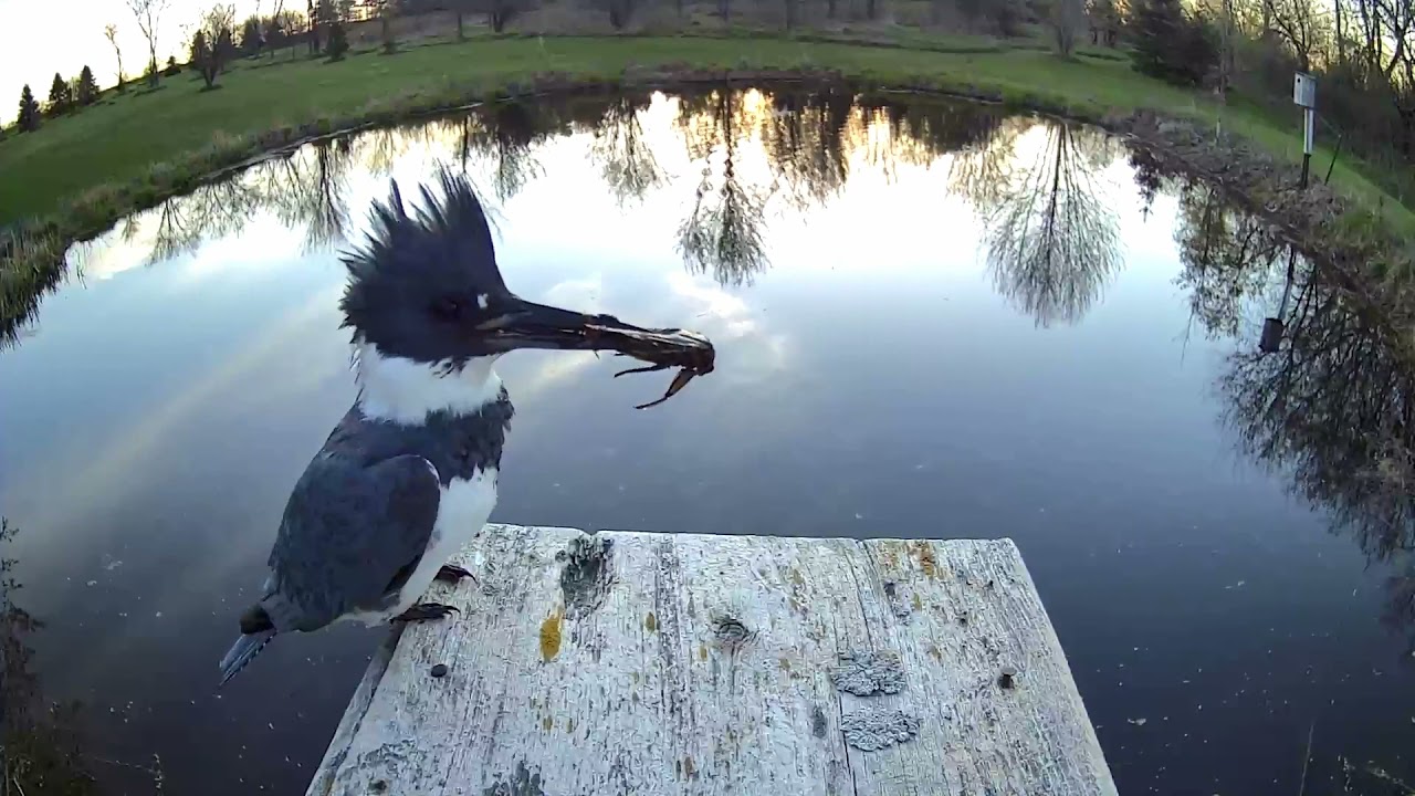Belted Kingfisher