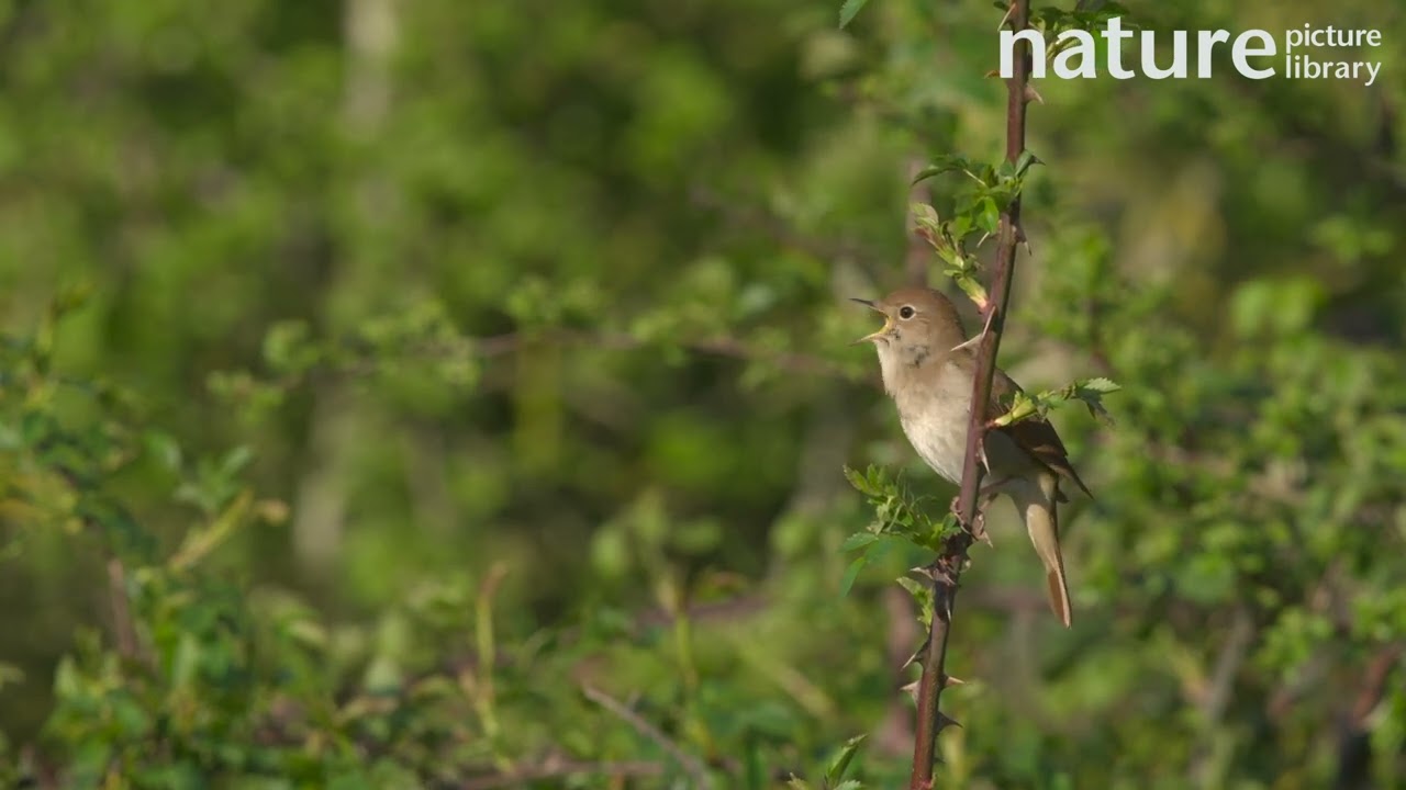 Common nightingale singing from a Dog rose stem, Bedforshire, UK.