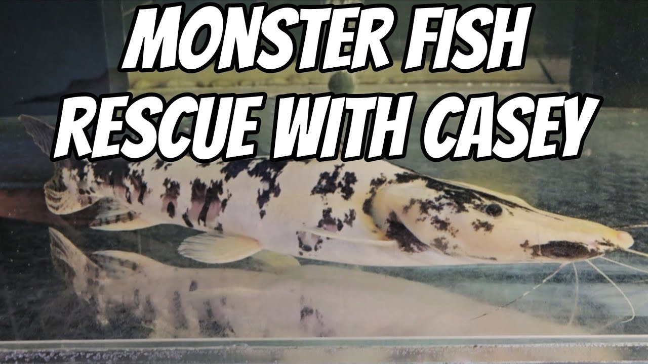 Monster Fish Rescue with Casey 
