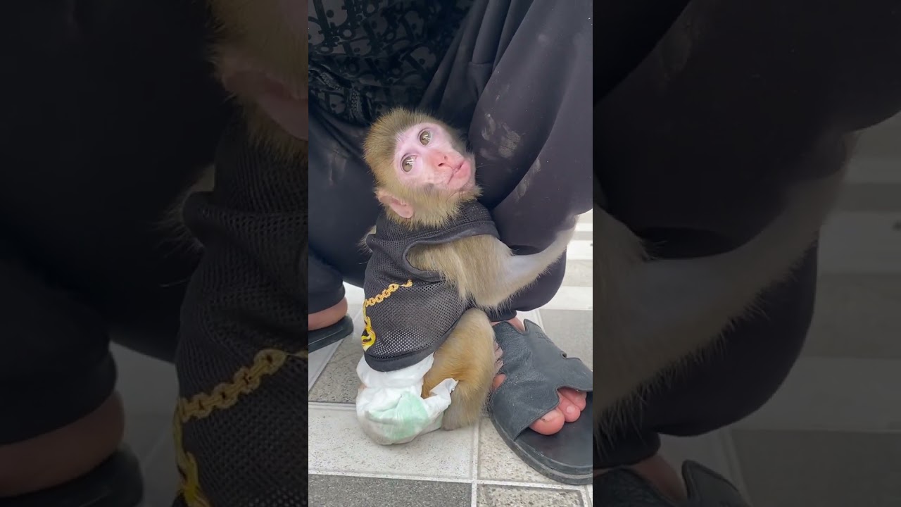 baby monkey hugging dad's leg is so charming
