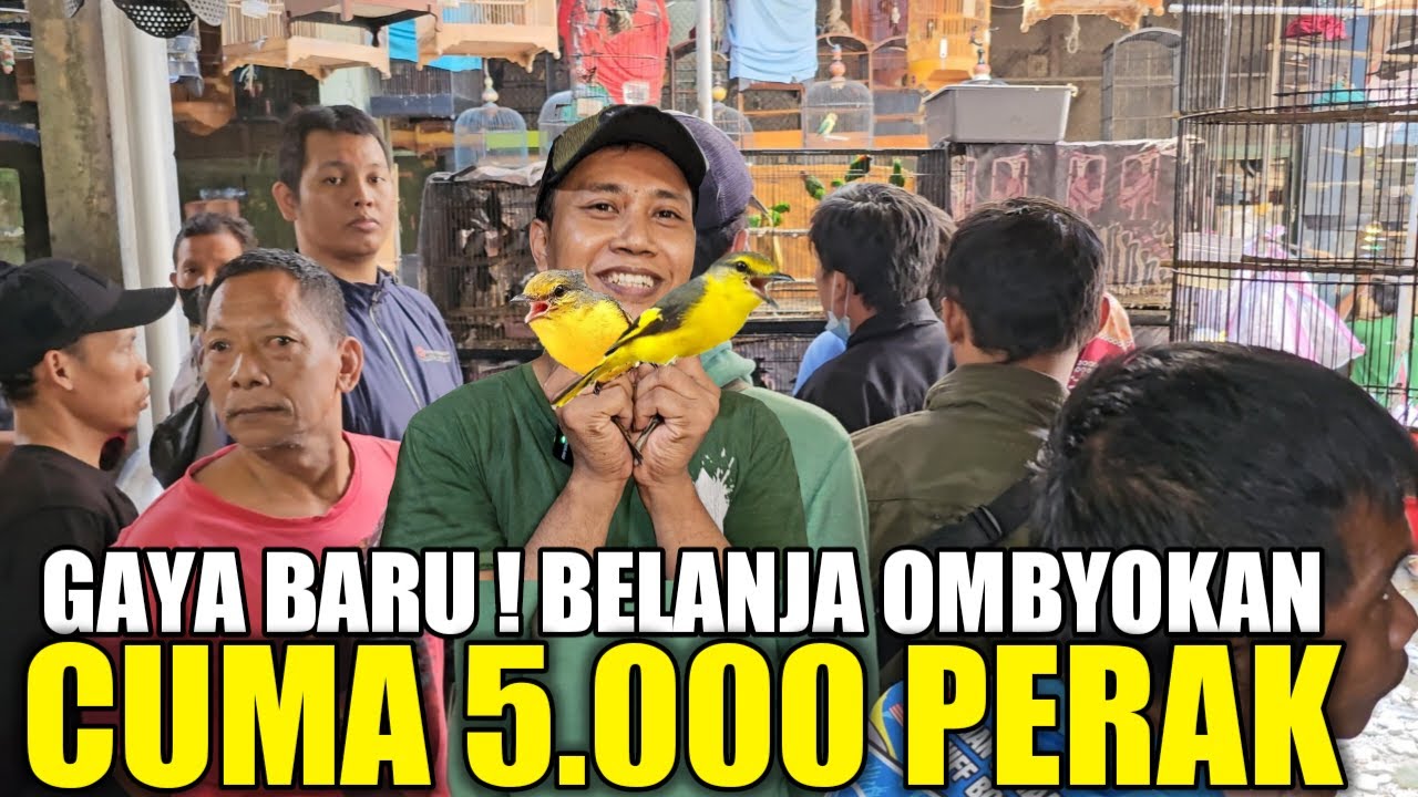 KENAK MENTAL KITA ! CUMA KIOS MANTO YG BERANI OBRAL RATUSAN BURUNG KIRIMAN PEMIKAT MULAI 5 RIBUAN