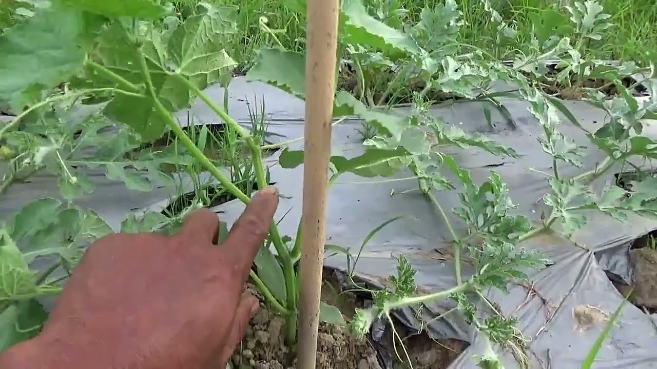 Perawatan Utama ‼️ Tumpangsari Semangka  & Timun Agar Berbuah Lebat Part 2