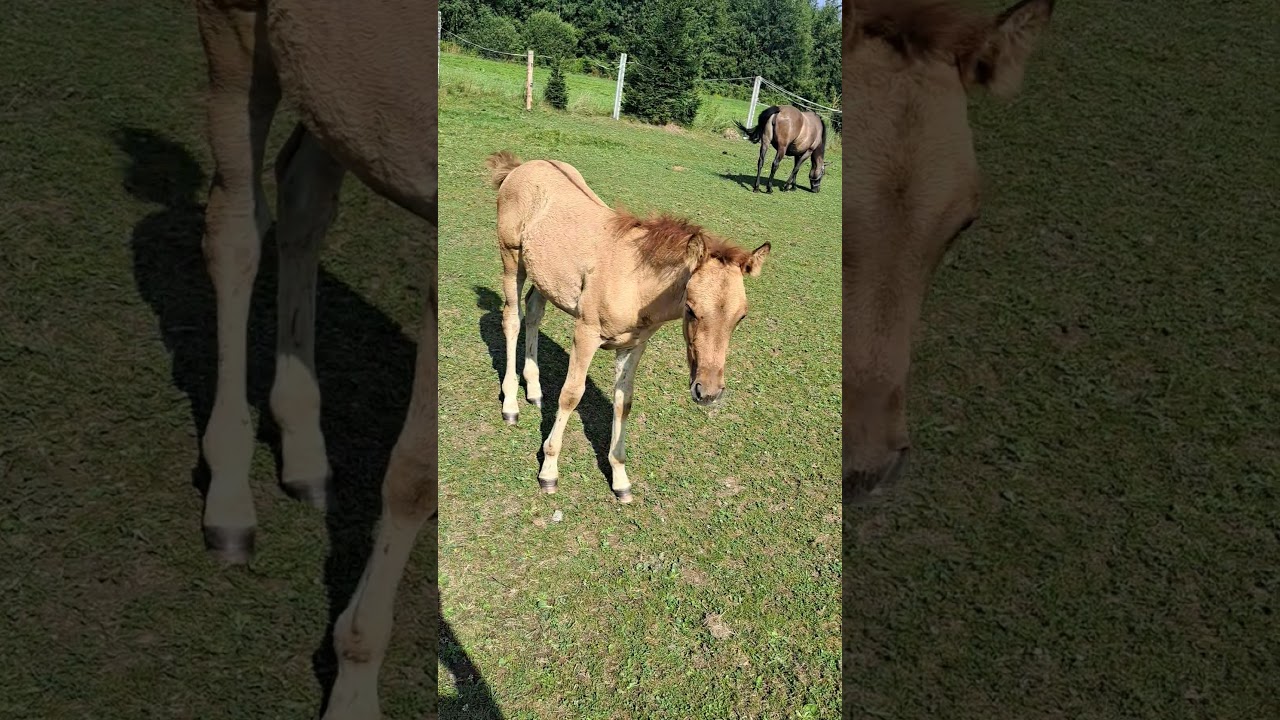 #konie Konik polski #koniki #horse sprzedam 606 360 249 #małopolska