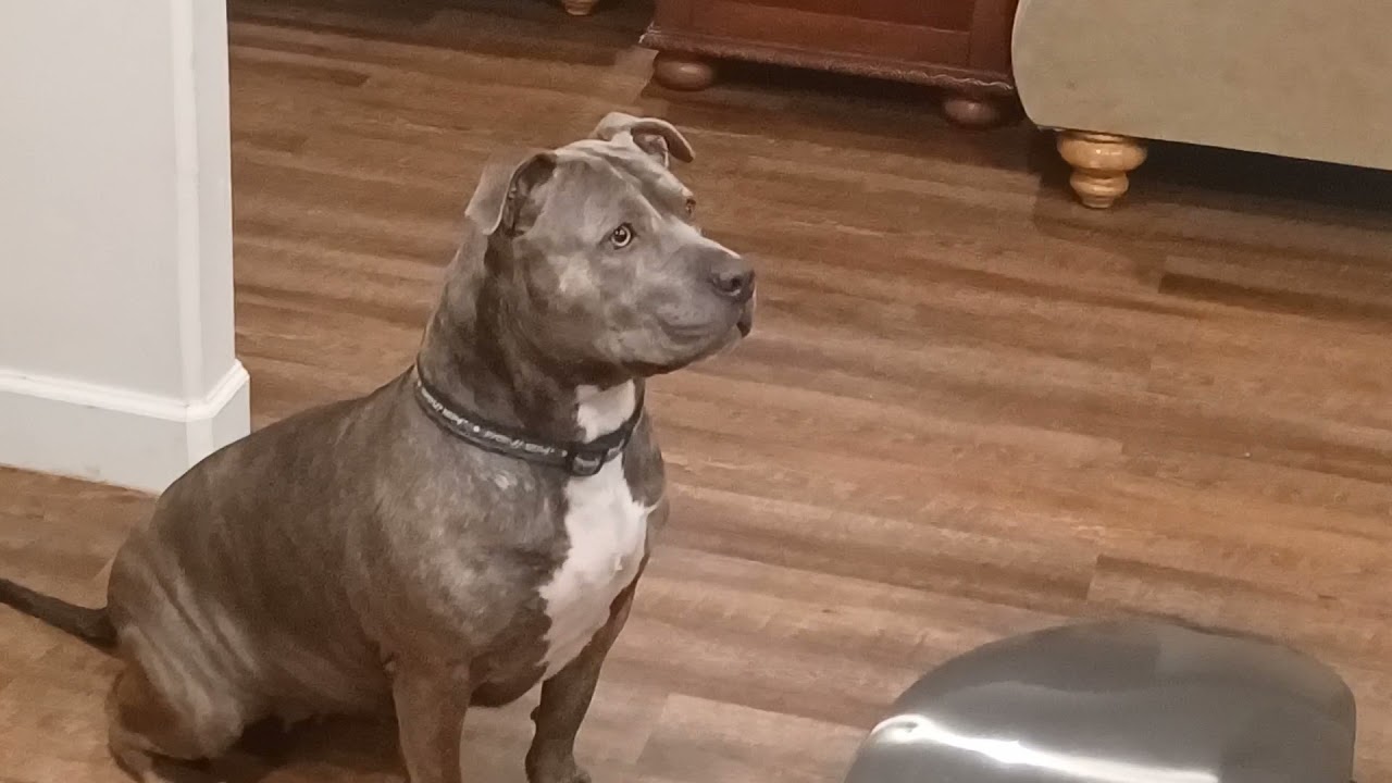 Blue-nose Pitbull BULLIES Dad for Oranges.