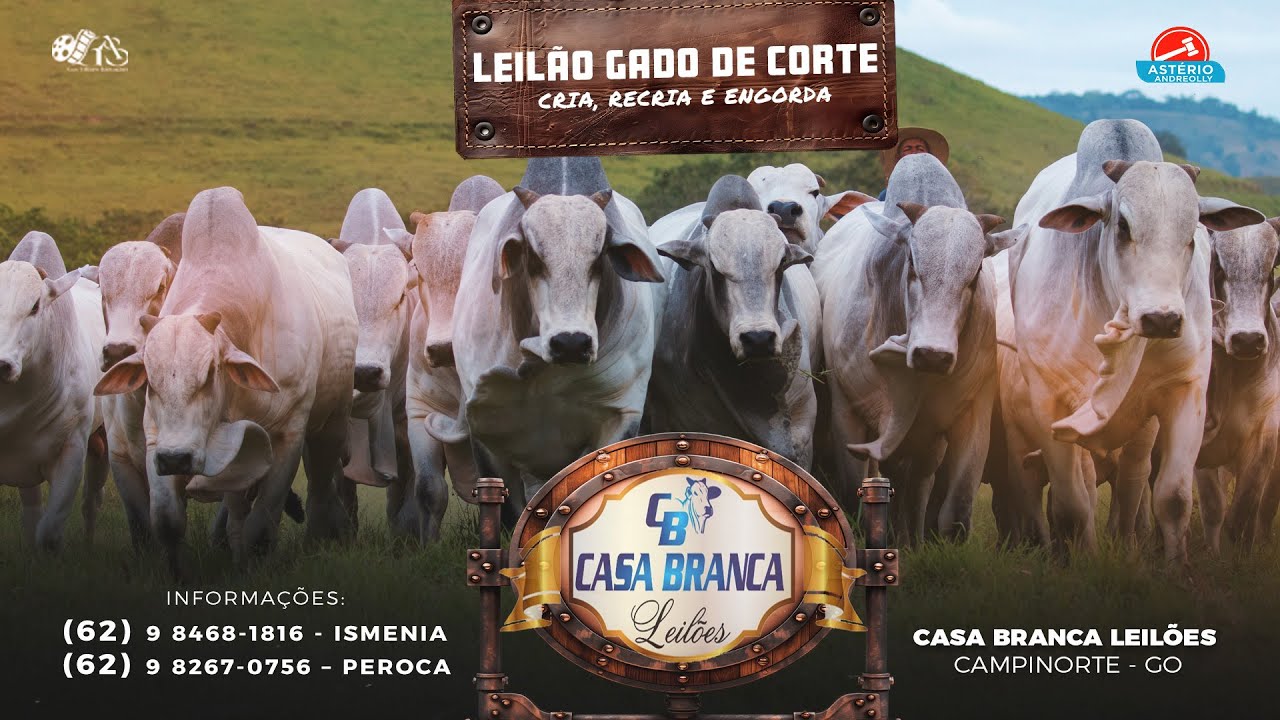 LEILÃO DE GADO DE CORTE CASA BRANCA LEILÕES -  CAMPINORTE - GO 26/02/2026