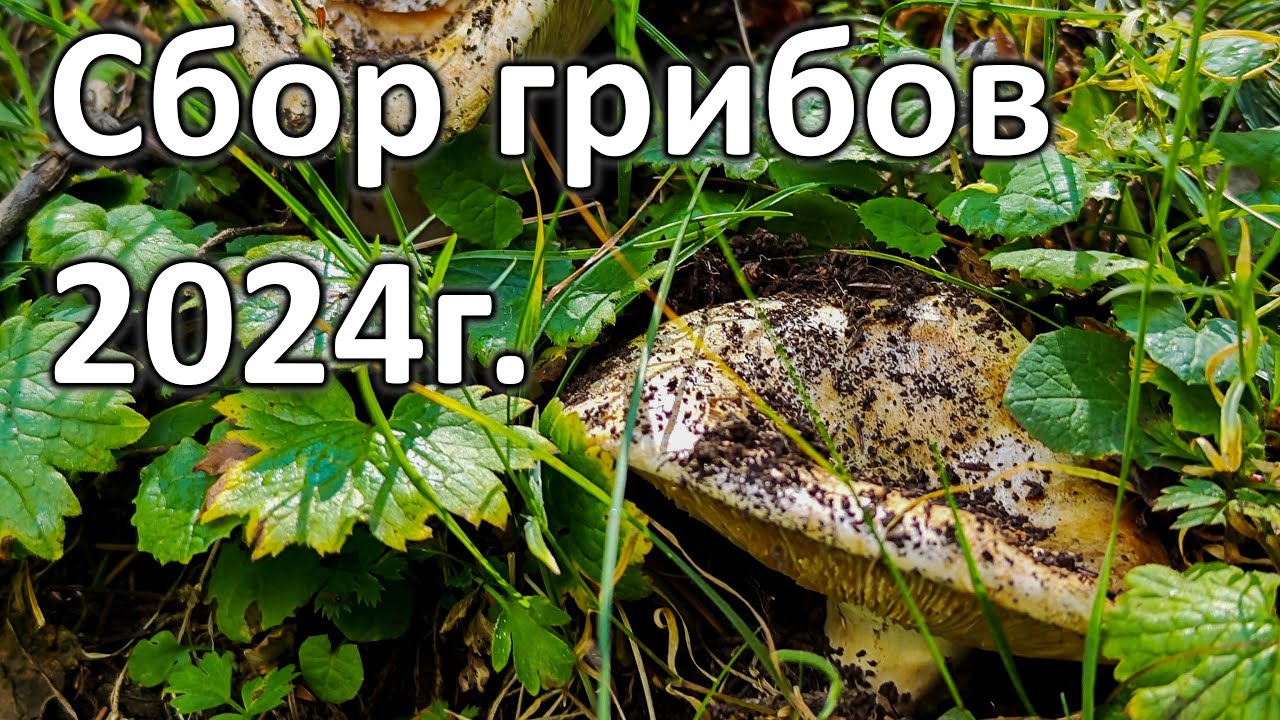 Собираем ГРИБЫ в горах Алматы!!!