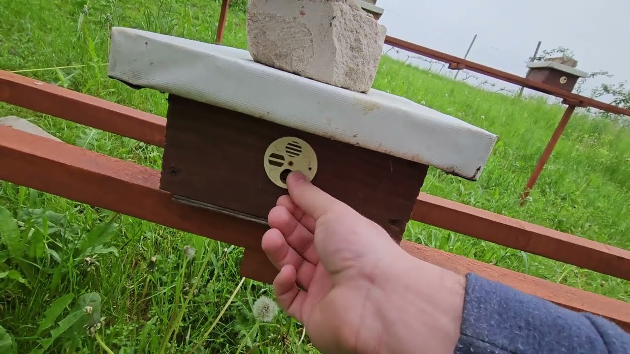 Uliki weselne po trzech dniach. 20.05.2023