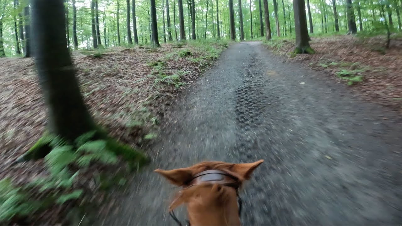 MY HORSE RAN OFF WITH ME IN THE WOODS🥲 | helmet cam