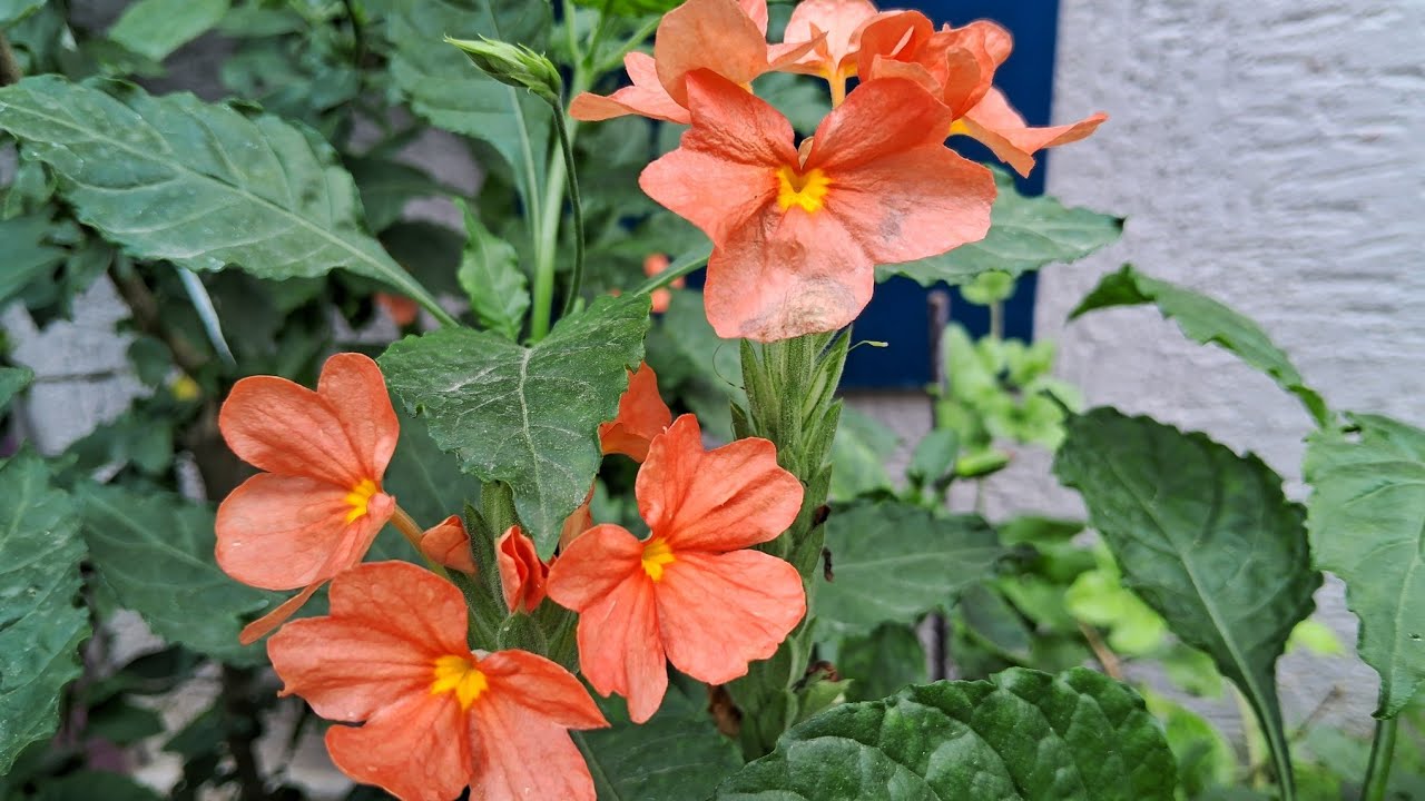 #kasmos#kana#man#flowers#harvest