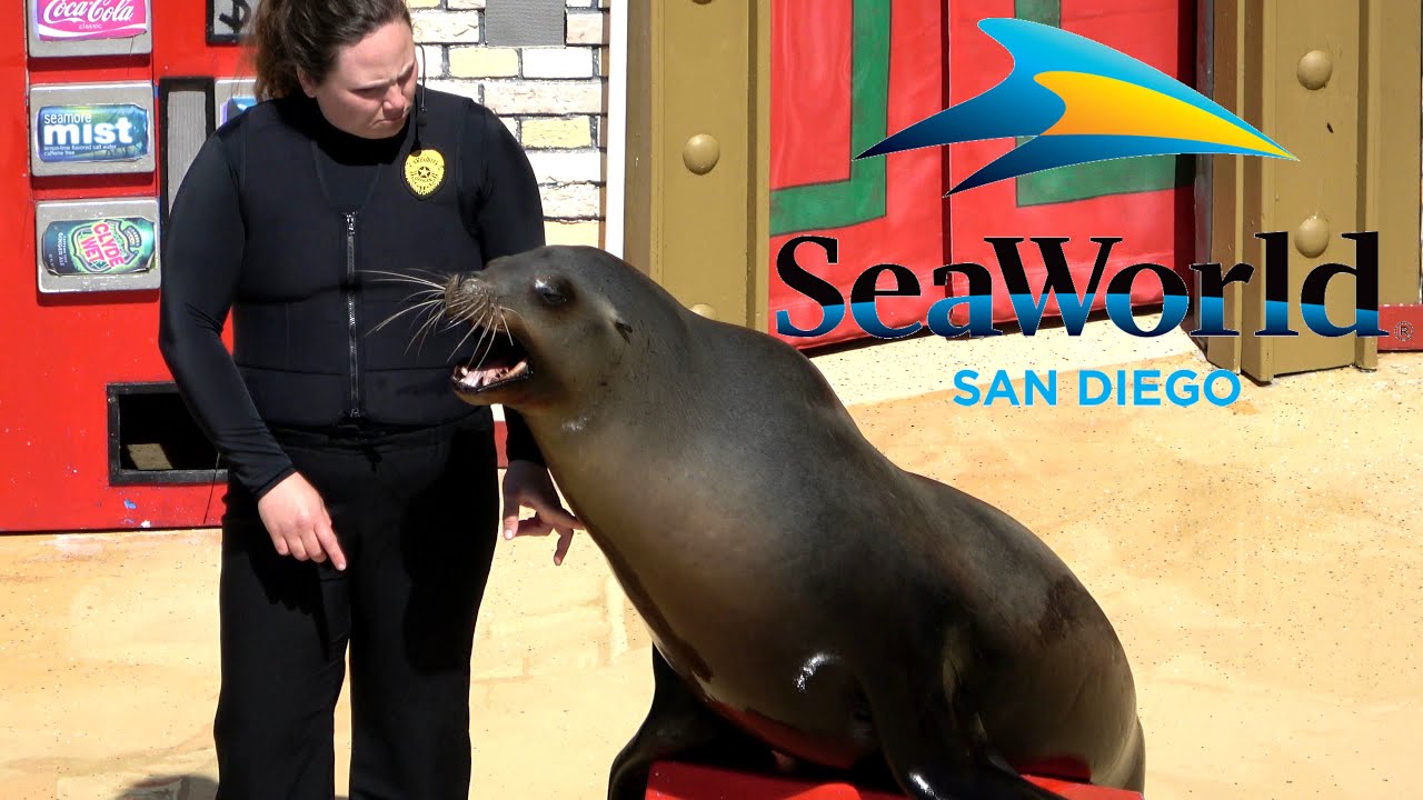 Sea Lions Live Full Show at SeaWorld San Diego (2022)