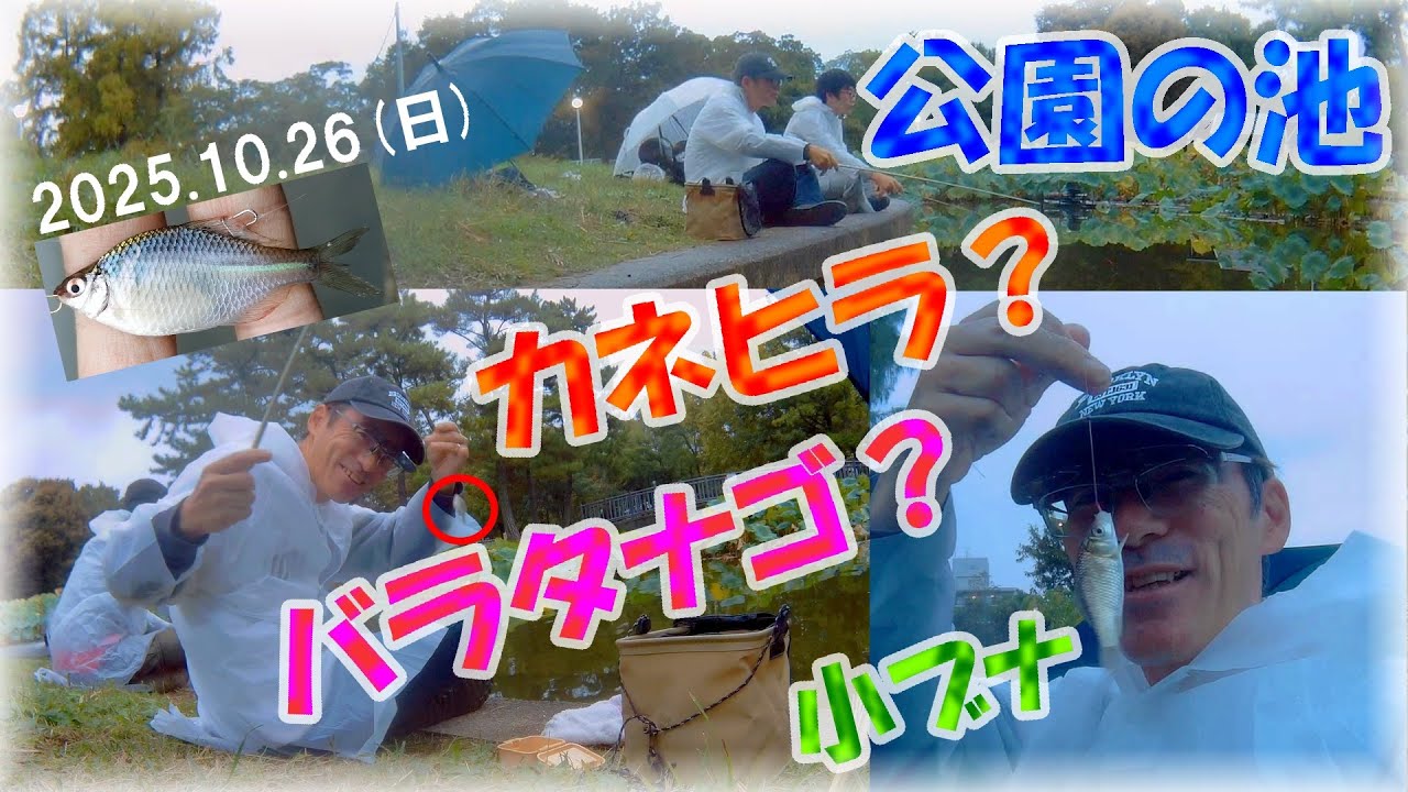 【晩秋のタナゴ釣り・小ブナ釣り・公園の池】ヤバい！小鮒釣りのつもりがカネヒラ？タイリクバラタナゴ？ハイブリッド？とっても綺麗な婚姻色のオスが沢山釣れた！大雨の中タナゴ釣りをする釣りバカさん・久宝寺緑地