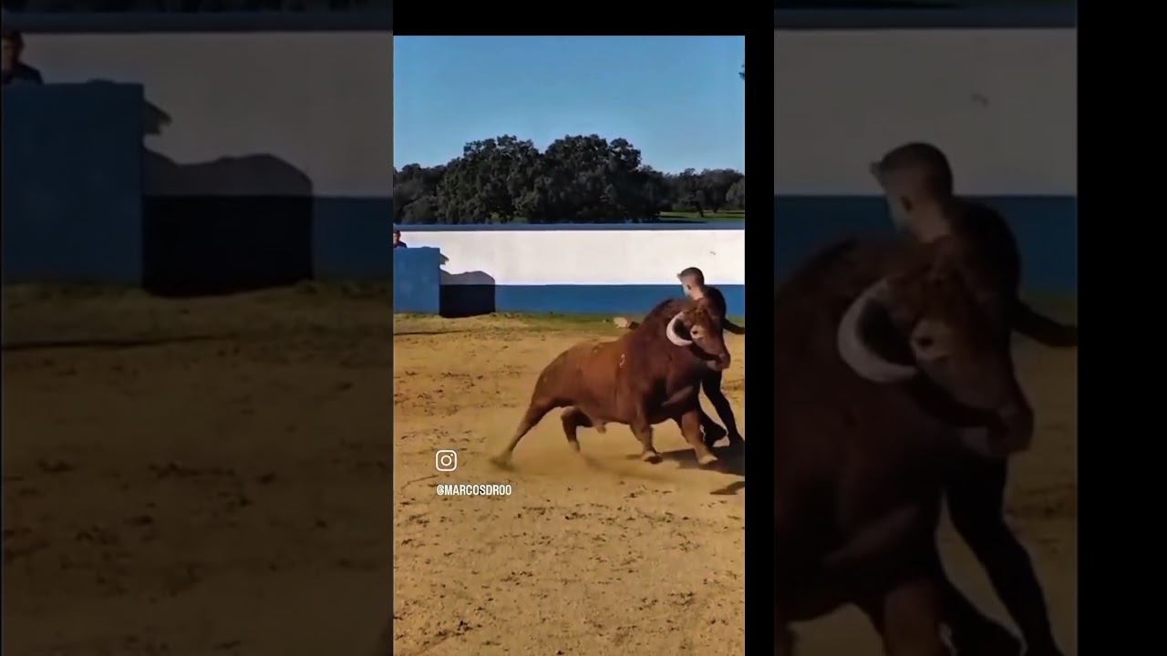 bous al Carrer.!!&iexcl; @santiperezgarcia84spg #spain #bull #reels #memes #video #funny #dance #tor