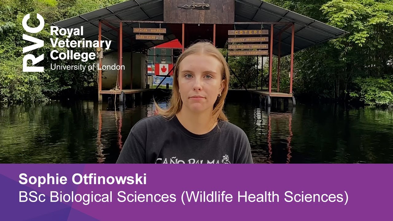 RVC Placement year - Sophie Otfinowski, BSc Biological Sciences (Wildlife Health Sciences)