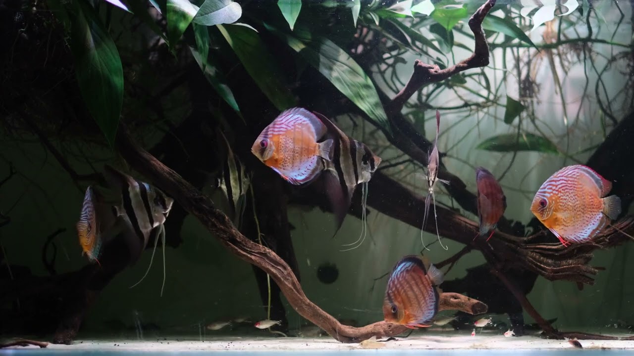 Amazon Unveiled: Wild Green Discus & Altum Angels in a Stunning 600L Natural Aquarium