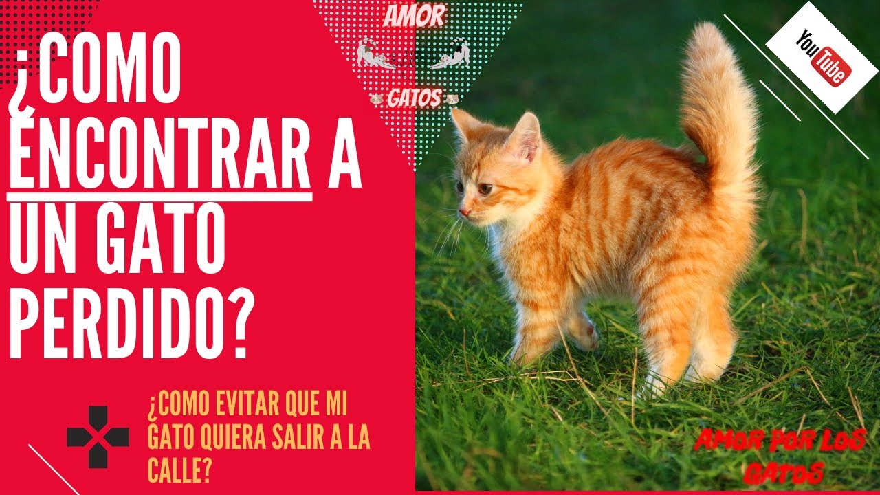 Como ENCONTRAR A UN GATITO PERDIDO? 🐈
