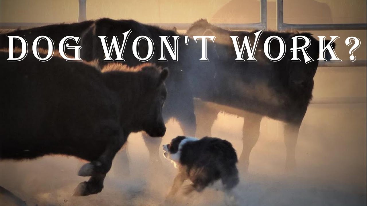Why Your Border Collie Won't Herd Cows And How To Fix It.